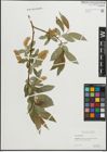Foto von Salix pentandra L.